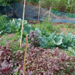 Homestaed Vegetable Garden, Rokeya Begum, Doloi TG