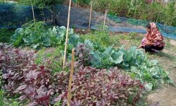 Homestaed Vegetable Garden, Rokeya Begum, Doloi TG